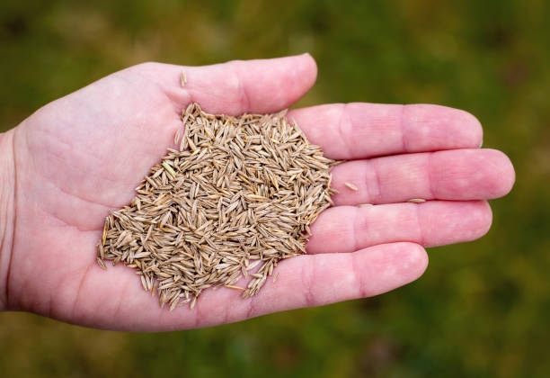 istock Grass seeds in gardener's hand on green background 1411651945