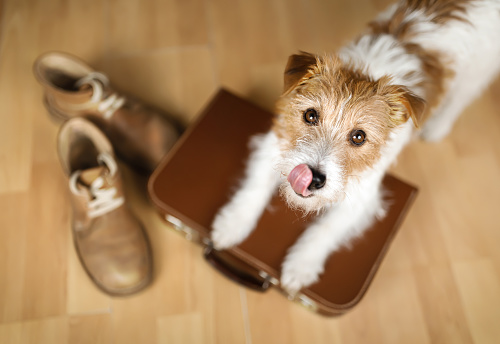 Cute dog puppy waiting and licking mouth on a retro suitcase with shoes. Pet travel, vacation or holiday.
