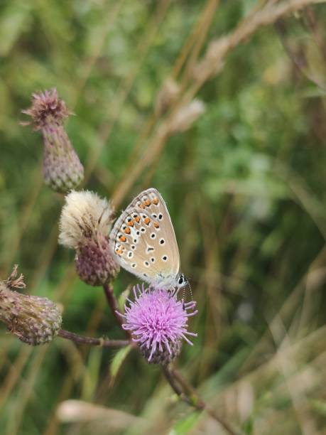 istock Butterfly on a pink flower. 1411652711