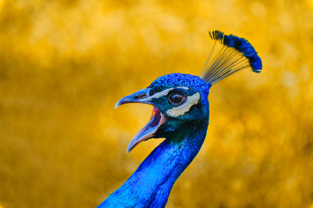 Profile portrait of a Peacock with the typical colors of this species. The shot was taken at the port of Oropesa (Spain).