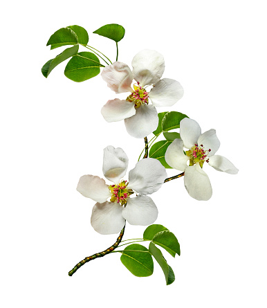 Blossom of quince in spring, Cydonia oblonga,