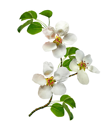 White pear flowers branch isolated on white background