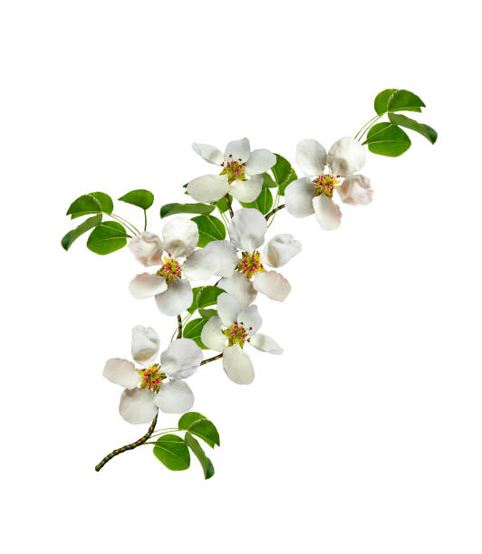 zweig der weißen birnenblüten - flower tree spring apple blossom stock-fotos und bilder