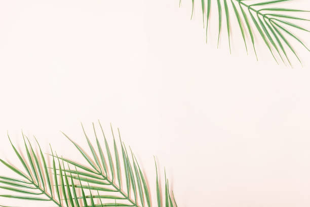 istock Summer background with palm leaves 1411653772