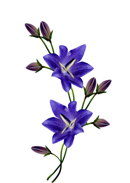 istock bell flower isolated on white background 1411653883