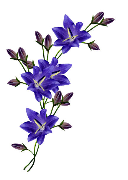istock bell flower isolated on white background 1411653902