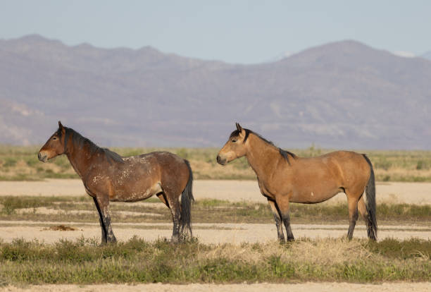 istock Wild Horses in Utah in Springtime 1411653999