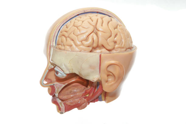 istock model of human internal organs 1411654042