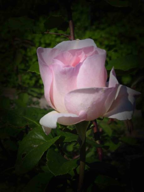 istock Monet Garden Flowers 1411654163