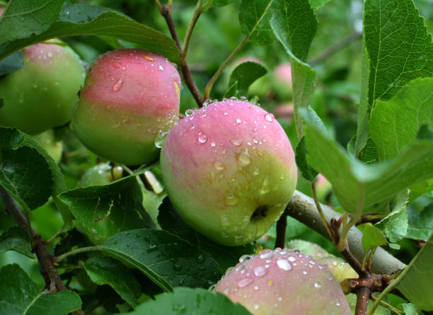 istock Apples ripen on the tree branch 1411654799