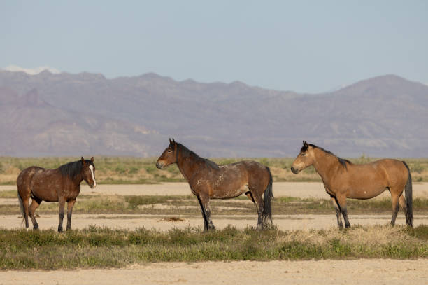 istock Wild Horses in Utah in Springtime 1411654872