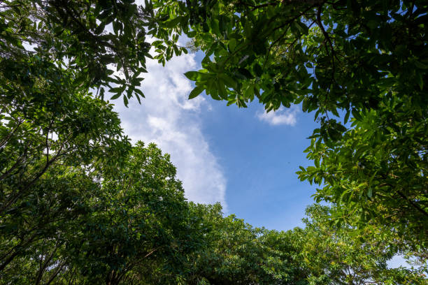 istock Blue sky and white clouds in the gap between the canopy of trees 1411654941
