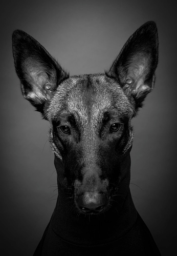 Dog Malinois on black background in the studio. belgian shepherd portrait.