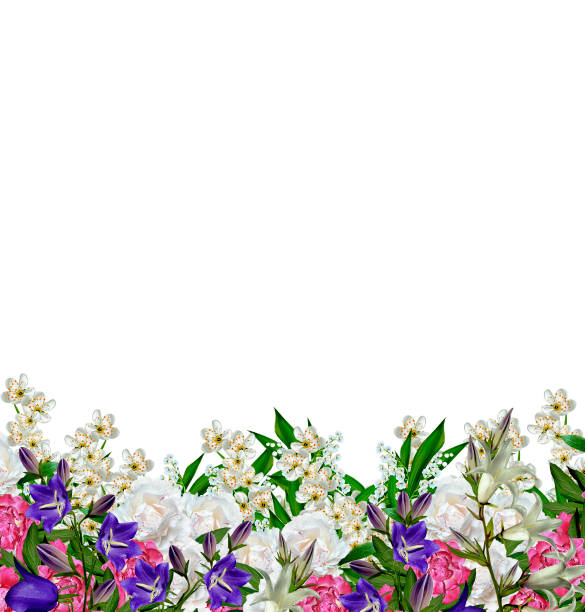 istock branch of cherry blossoms isolated on white background. 1411655294