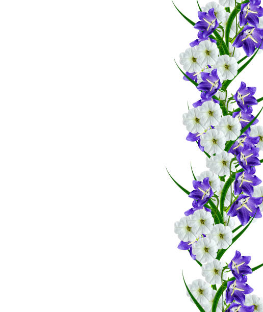 白い背景に分離したペチュニアの花 - campanula wildflower cut out isolated ストックフォトと画像