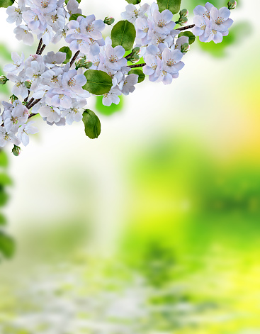 blooming apple tree