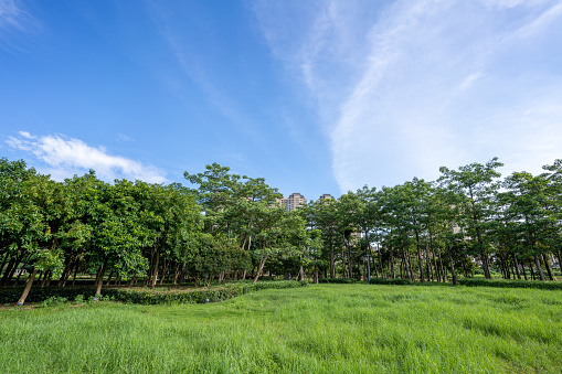 Grassland and woods in Wetland Park under blue sky