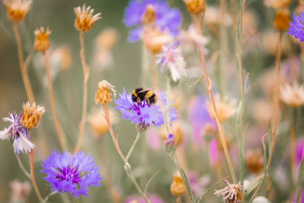 nahaufnahme von bienen, die wildblumen auf der wiese bestäuben - pollenkorn stock-fotos und bilder