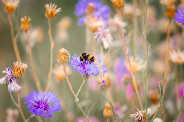 Close up of bee pollinating wildflowers in the meadow stock photo
