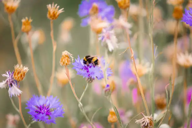 Photo of Close up of bee pollinating wildflowers in the meadow