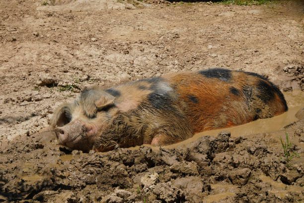 Hungry pig in muddy feed bin- trough.