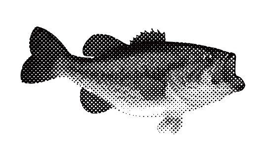 Largemouth Bass isolated on white background