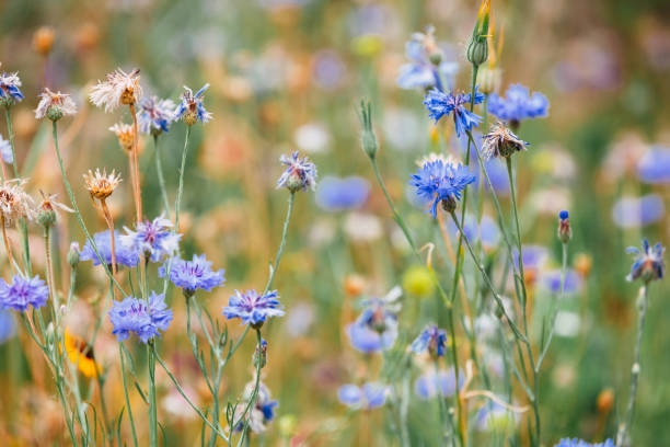 Close up color image of beautiful colorful wildflowers growing outdoors in a meadow. Image taken at golden hour so the light is rich and saturated, with some lens flare in the frame. Focus is on the flowers while the background of wild nature is totally defocused. Room for copy space.