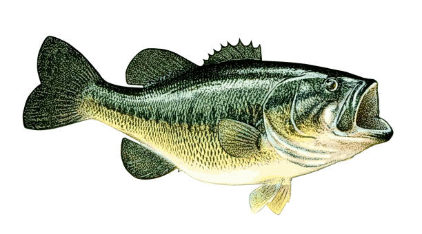 ilustraciones, imágenes clip art, dibujos animados e iconos de stock de largemouth bass aislado sobre fondo blanco - catch of fish illustrations