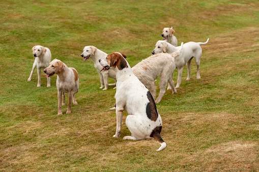 Pack Of English Hunting Hounds.