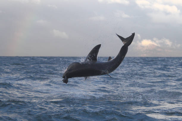 istock great white shark, Carcharodon carcharias, breaching on seal shaped decoy, with fading rainbow in the background, False Bay, South Africa 1411658210