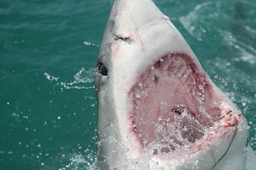 great white shark, Carcharodon carcharias, with mouth wide open, False Bay, South Africa