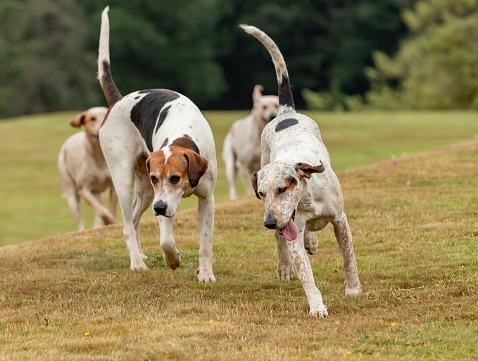 Two English Hunting Hounds Running Up Hill.