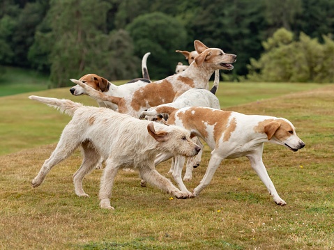 English Hunting Hounds Running In Different Directions.