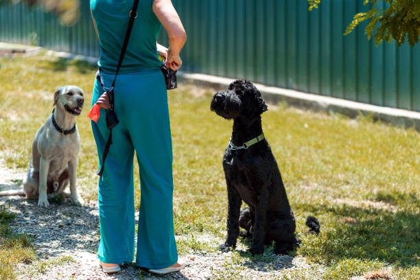 cane di formazione - rescue training” foto e immagini stock