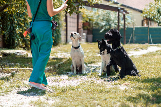 cane di formazione - rescue training” foto e immagini stock