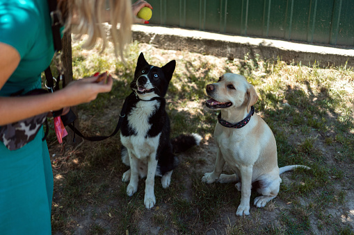 A group of dogs listens to the commands of the unrecognizable dog trainer.