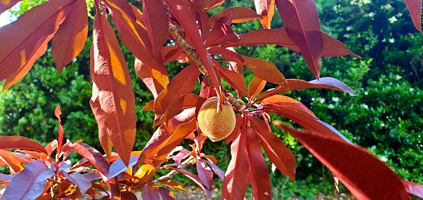 Peaches growing on an ornamental peach tree in Alabama