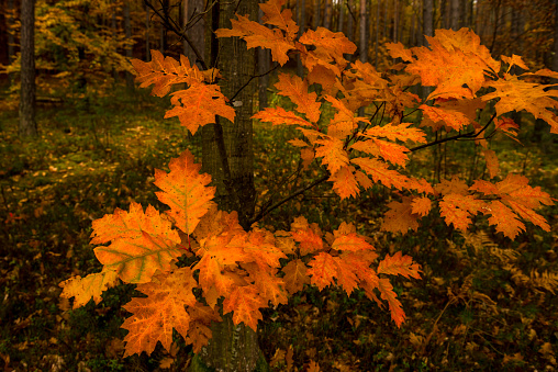 Beautiful autumn forest in Ukraine