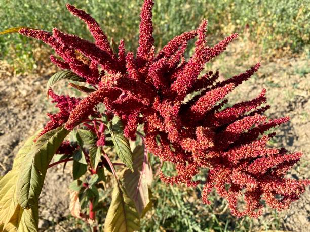 istock Red seed flower in the garden 1411661956