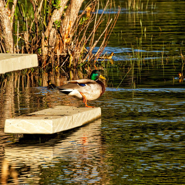 Mallard Duck stock photo