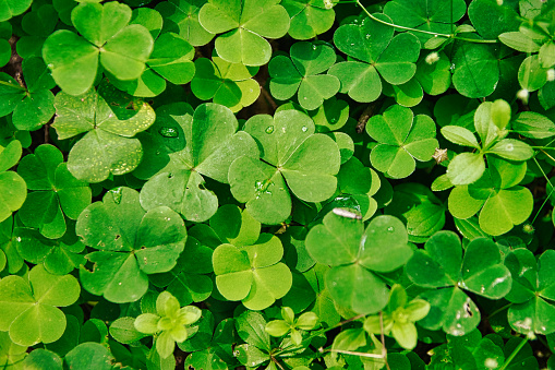 green clover texture closeup, forest nature background pattern of shamrock, trefoil green ground backdrop macro for St. Patrick Day