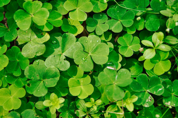 green clover texture closeup, forest nature background pattern of shamrock, ground backdrop macro - st patricks day imagens e fotografias de stock