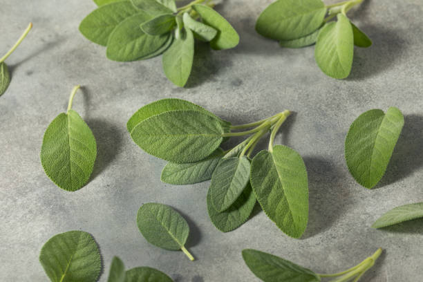 istock Raw Green Organic Sage Herbs 1411662908