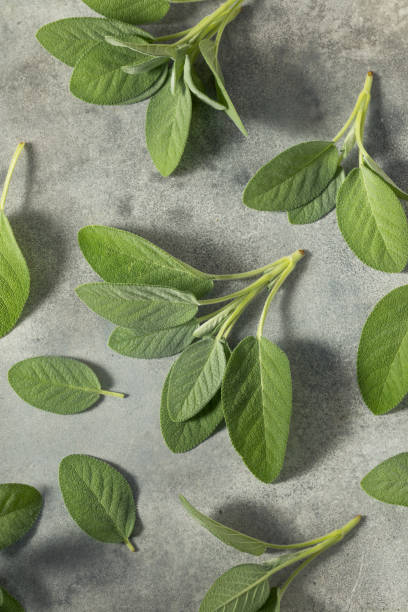 istock Raw Green Organic Sage Herbs 1411662910
