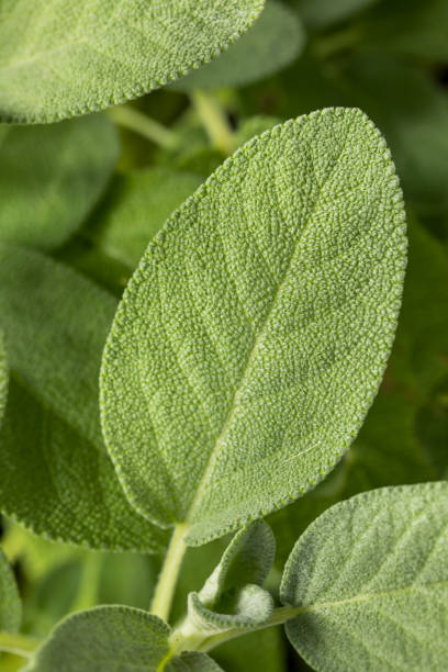 istock Raw Green Organic Sage Herbs 1411662922