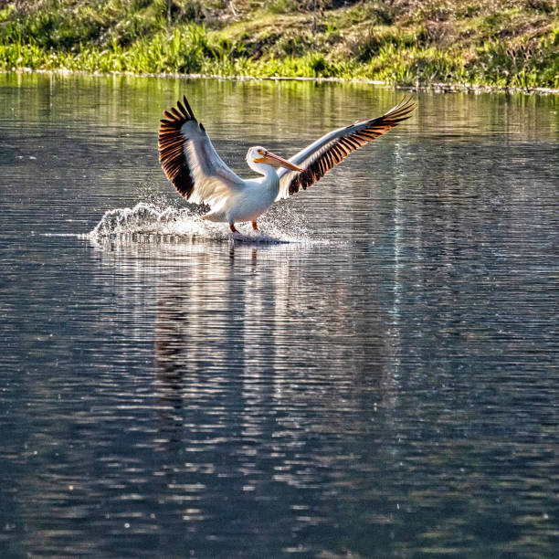 Landing pelican stock photo
