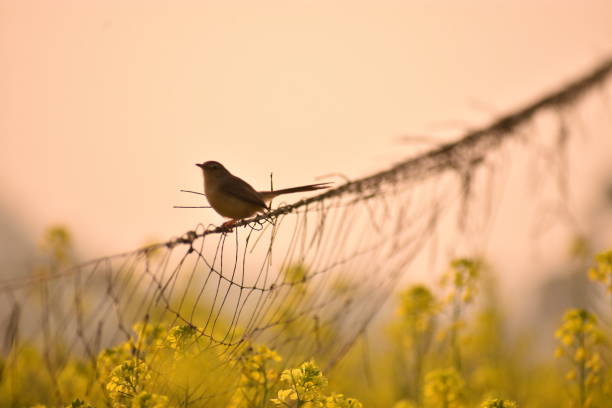 istock Yellow flowers plants background small bird 1411663360