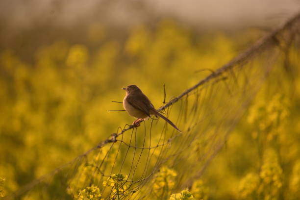 istock Yellow flowers plants background small bird 1411663375