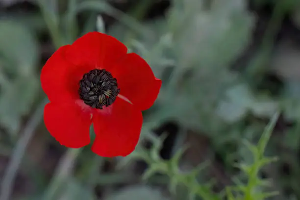 A top view of a red anemone and its black stamens in a fallow field.