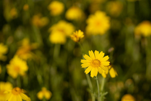 istock A Field of Yellow Crown Daisies 1411663789